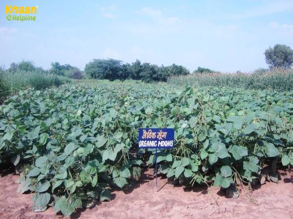 आइये जानते है गर्मियों की जैविक मूंग की फसल में हानिकारक कीट और उनके रोकथाम के उपाय